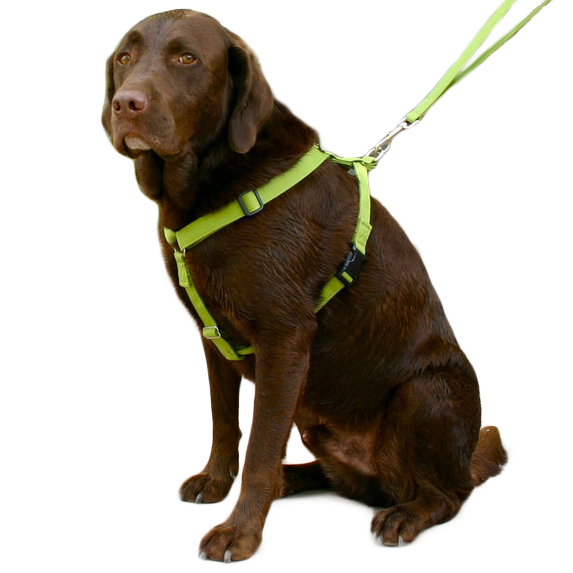 new earth dog harness