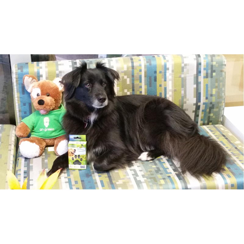 Compostable Dog Waste Bags 45pk BioBag EarthHero