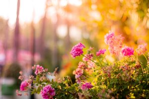 Easy Sustainability Resolutions for 2021 | EarthHero Blog