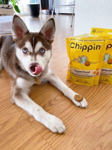 10 Eco-Friendly Pet Treats and Toys | EarthHero Blog | Sustainable Living