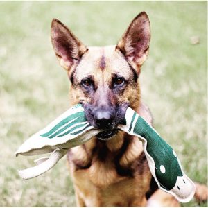 10 Eco-Friendly Pet Treats and Toys | EarthHero Blog | Sustainable Living