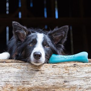 10 Eco-Friendly Pet Treats and Toys | EarthHero Blog | Sustainable Living