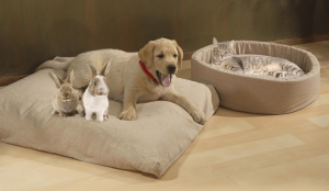 10 Eco-Friendly Pet Treats and Toys | EarthHero Blog | Sustainable Living