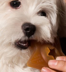 10 Eco-Friendly Pet Treats and Toys | EarthHero Blog | Sustainable Living