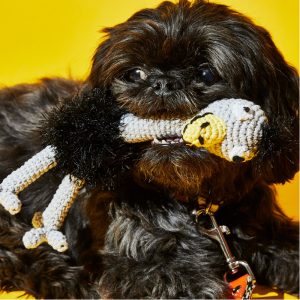 10 Eco-Friendly Pet Treats and Toys | EarthHero Blog | Sustainable Living