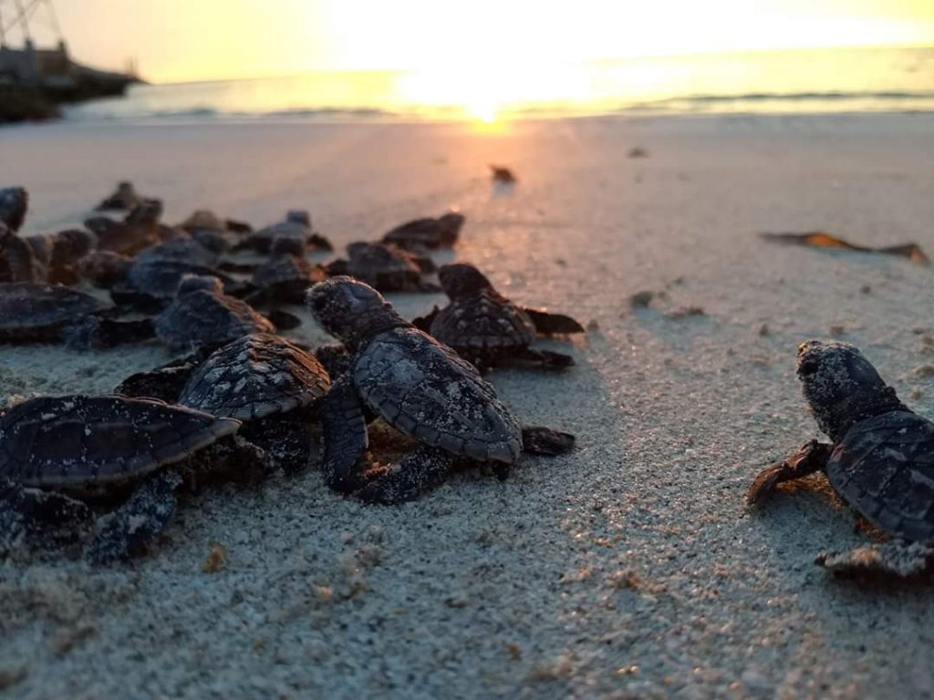 earthhero-plastic-oceans-earth-day-2021