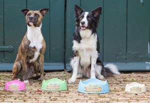 The rise of the conscious dog owner | Beco Pets | EarthHero Blog